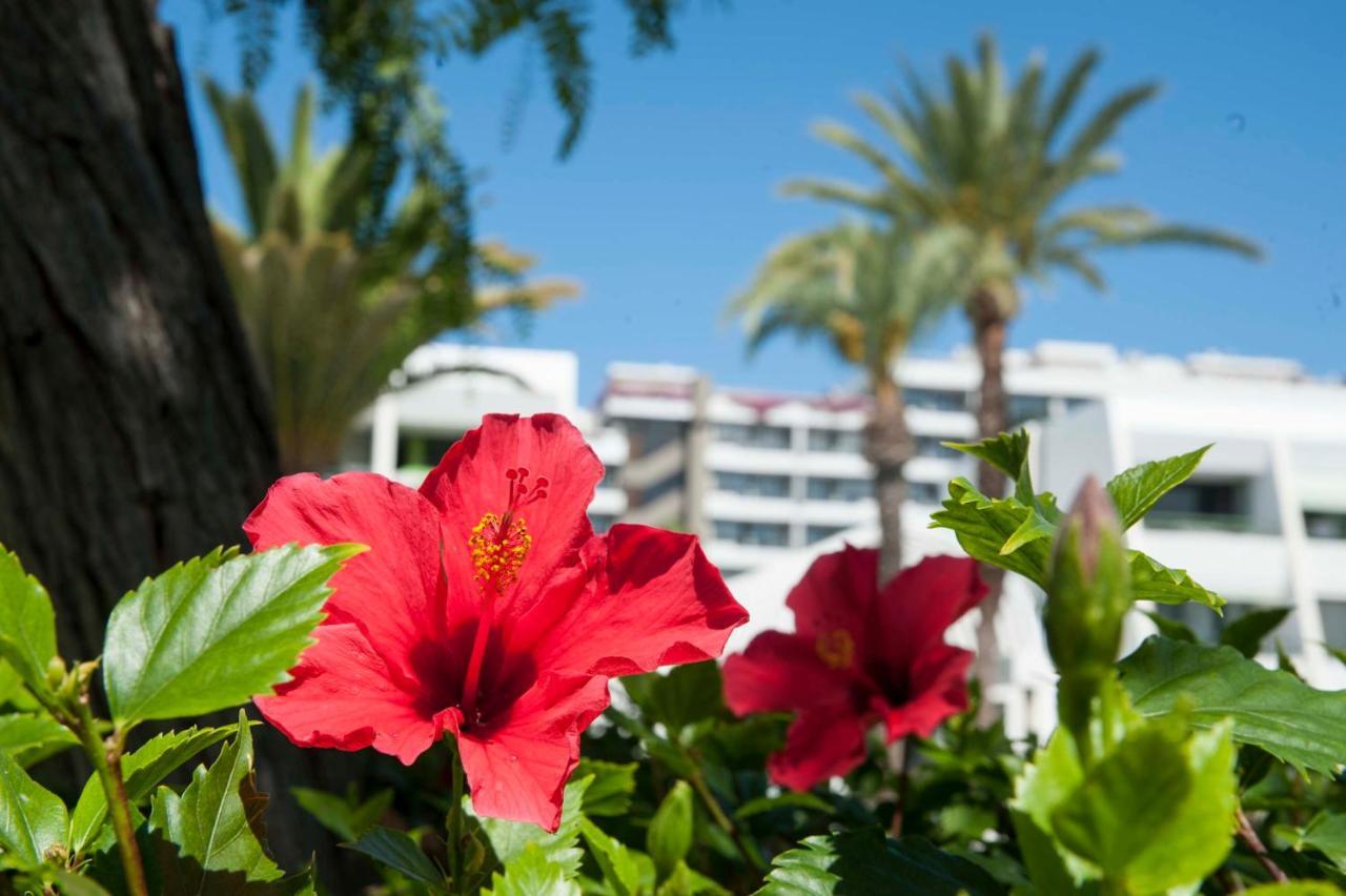 Optimist Deluxe Apartment Playa de las Americas  Exterior photo